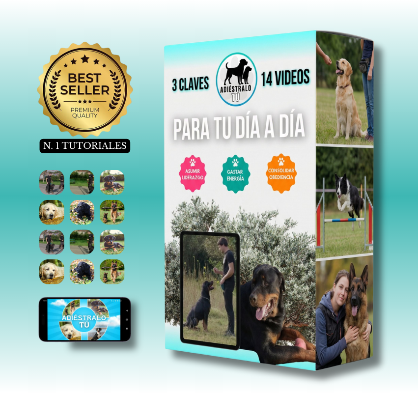 Tutorial Adiestramiento Rutina Diaria