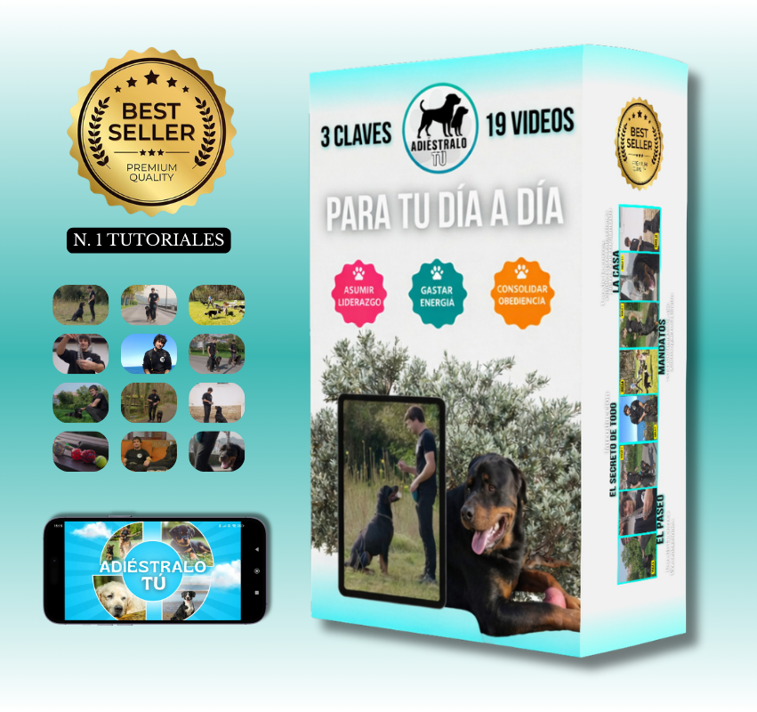 Tutorial Adiestramiento Rutina Diaria